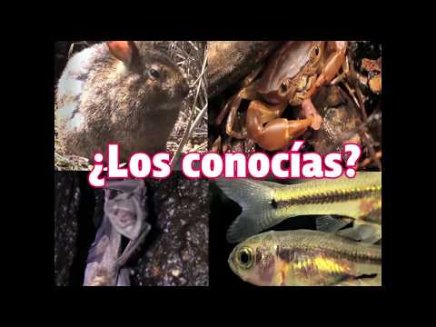 Descubre los impresionantes animales de Morelos