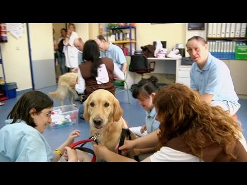 Animales de servicio: Compañeros indispensables para personas con necesidades especiales