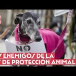 Campañas oficiales de protección animal: ¡Únete a la causa!