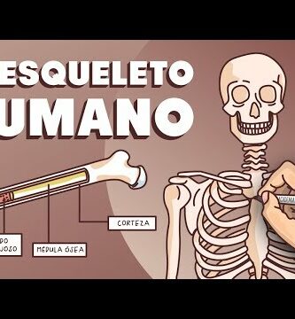 Esqueleto humano y animal: estructura y función