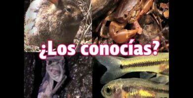 Descubre los impresionantes animales de Morelos