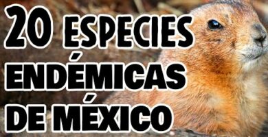 Descubre los animales endémicos de Veracruz