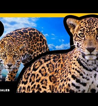 Animales en peligro de extinción en Oaxaca: ¡Conoce su situación actual!