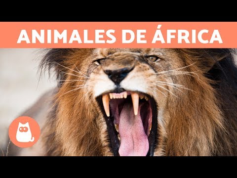 Descubre los increíbles animales de Sudáfrica