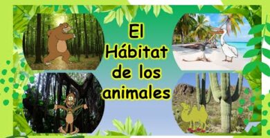 Habitat de Animales: Aprendiendo para Niños