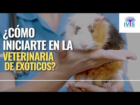 Veterinaria Exótica: Cuidado de Animales Exóticos